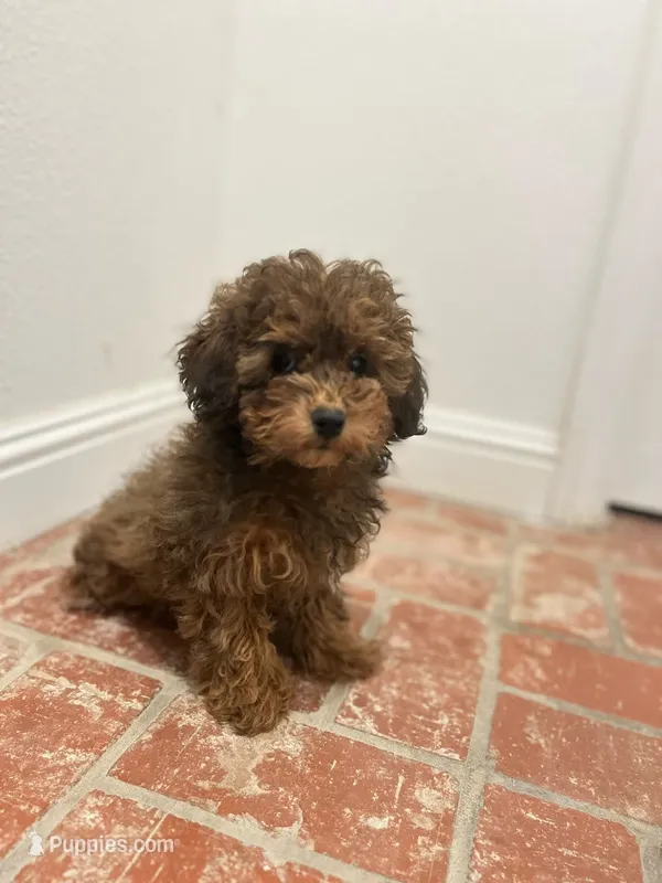 Saddie – Poodle - Miniature  puppy for sale in Los Angeles, CA