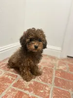 Saddie, a female Poodle - Miniature  for sale in Los Angeles, CA – 1 of 1