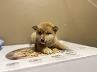Wasabi, a male Shiba Inu for sale in Los Angeles, CA – Photo 3 of 3