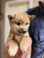 Wasabi, a male Shiba Inu for sale in Los Angeles, CA – Photo 1 of 3
