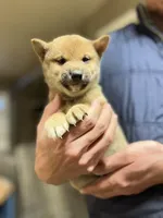 Wasabi, a male Shiba Inu for sale in Los Angeles, CA – Photo 2 of 3