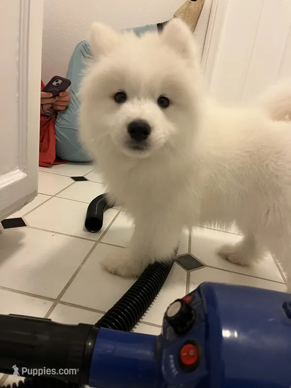 Snow – Samoyed puppy for sale in Los Angeles, CA