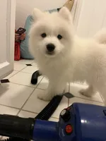 Snow, a female Samoyed for sale in Los Angeles, CA – 1 of 2