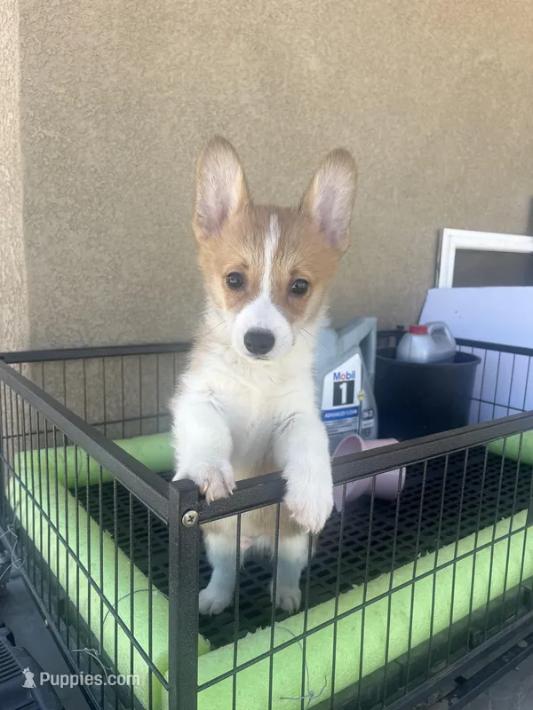 Bobo – Pembroke Welsh Corgi puppy for sale in Los Angeles, CA