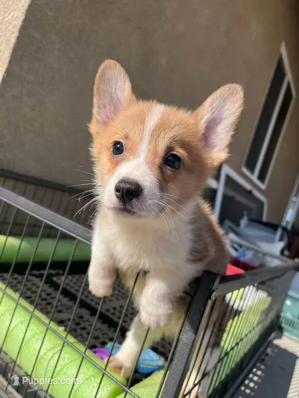 Bobo – Pembroke Welsh Corgi puppy for sale in Los Angeles, CA