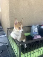 Bobo, a male Pembroke Welsh Corgi for sale in Los Angeles, CA – Photo 5 of 5