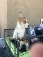 Bobo, a male Pembroke Welsh Corgi for sale in Los Angeles, CA – Photo 2 of 5