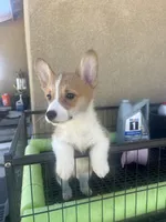 Bobo, a male Pembroke Welsh Corgi for sale in Los Angeles, CA – Photo 4 of 5