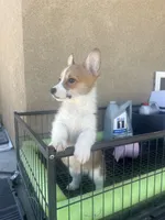 Bobo, a male Pembroke Welsh Corgi for sale in Los Angeles, CA – Photo 3 of 5