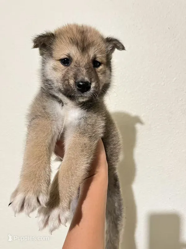 Mini – Shiba Inu puppy for sale in Los Angeles, CA