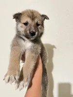 Mini, a male Shiba Inu for sale in Los Angeles, CA – 1 of 2
