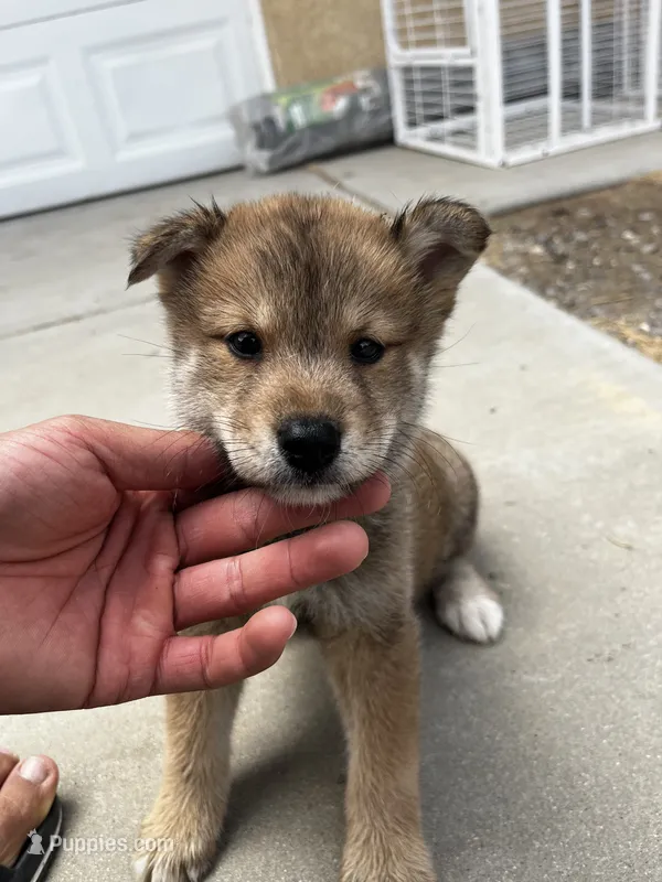 Max – Shiba Inu puppy for sale in Los Angeles, CA