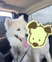 Pongpong, a female Samoyed for sale in Los Angeles, CA – 1 of 1