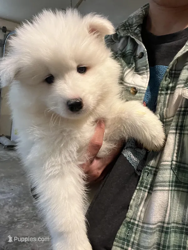 Willow, a female Samoyed for sale in Los Angeles, CA – Photo 1 of 1