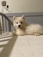 Mochi, a female Samoyed for sale in Los Angeles, CA – 3 of 3