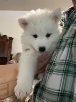 Snow, a female Samoyed for sale in Los Angeles, CA – 2 of 2