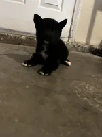 Bear, a female Shiba Inu for sale in Los Angeles, CA – 4 of 4