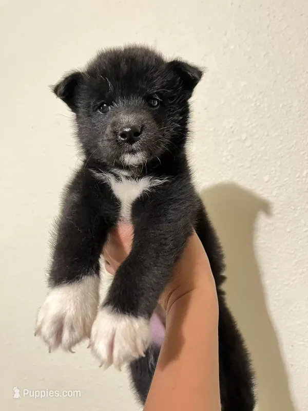 Rumi – Shiba Inu puppy for sale in Los Angeles, CA