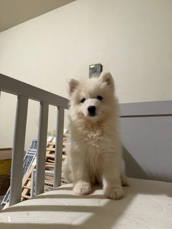 Mochi – Samoyed puppy for sale in Los Angeles, CA