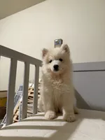 Mochi, a female Samoyed for sale in Los Angeles, CA – 1 of 3