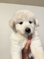 Bubble, a male Samoyed and Golden Retriever for sale in Los Angeles, CA – 2 of 4