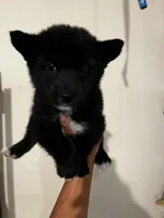 Bear, a female Shiba Inu for sale in Los Angeles, CA – 1 of 4
