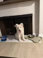 Sally, a female Samoyed for sale in Los Angeles, CA – 2 of 2