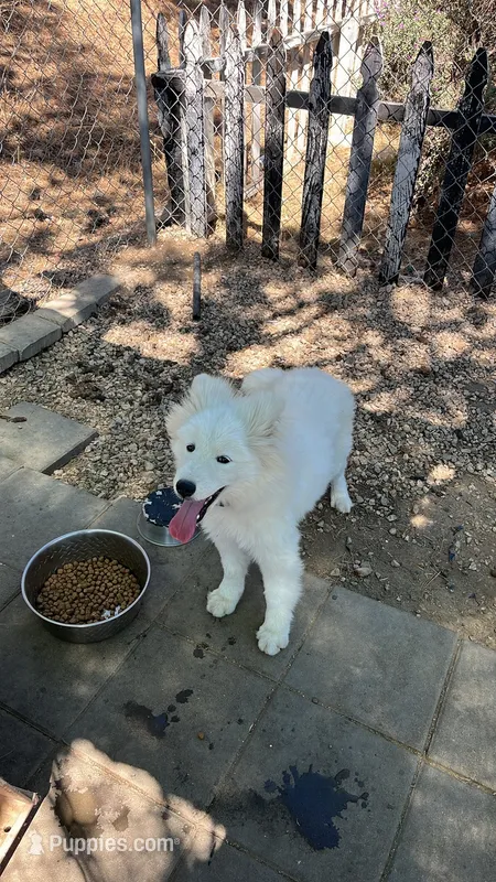 Frosty – Samoyed puppy for sale in Los Angeles, CA