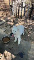 Frosty, a female Samoyed for sale in Los Angeles, CA – 1 of 1