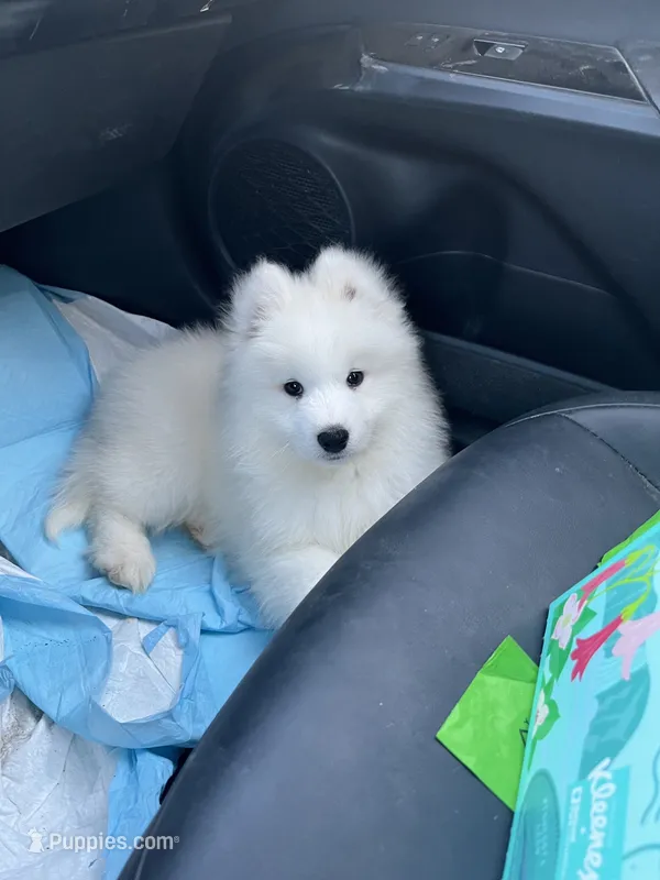 Dodo – Samoyed puppy for sale in Los Angeles, CA