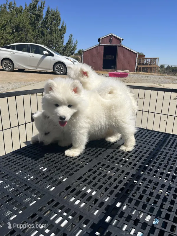 Koda – Samoyed puppy for sale in Los Angeles, CA