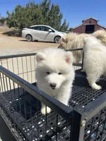Koda, a female Samoyed for sale in Los Angeles, CA – 2 of 2