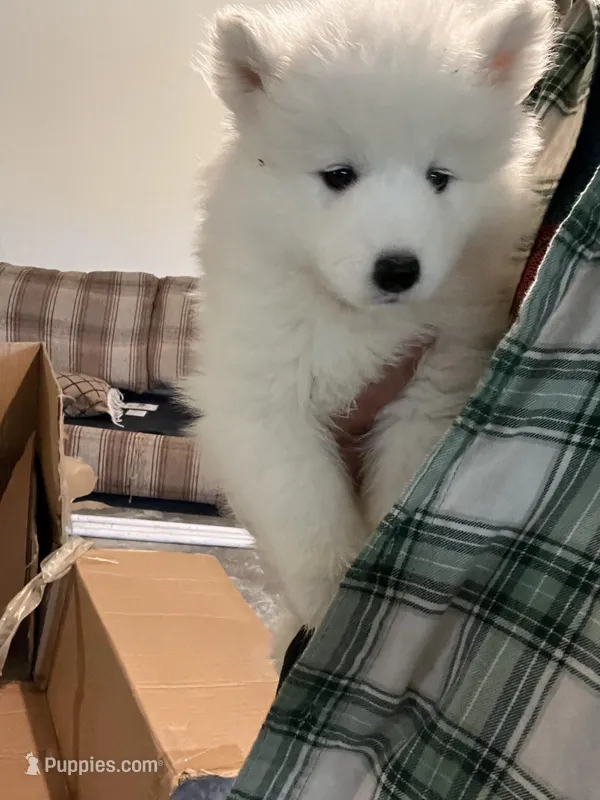 Koda, a female Samoyed for sale in Los Angeles, CA – Photo 1 of 1
