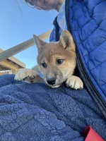 processed/4e702324-fbf6-4f88-8cd2-397871944fa0/listing/d115474d-32b7-4c1d-ae67-0d655e6d6bf9/d9bd5204-e52f-4534-ad02-c2f16a9e3843