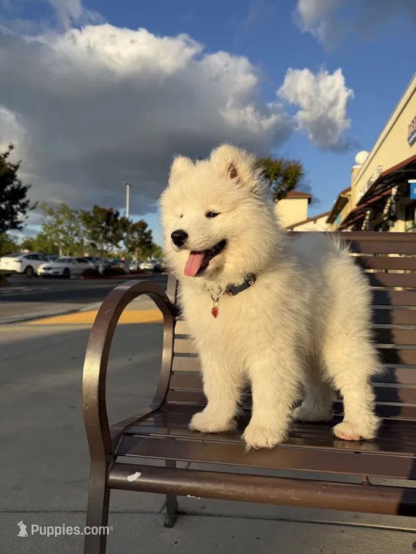 Koda – Samoyed puppy for sale in Los Angeles, CA