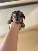 Chloe, a female Yorkshire Terrier for sale in Los Angeles, CA – 2 of 5