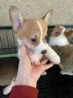Waffles, a male Pembroke Welsh Corgi for sale in Los Angeles, CA – Photo 1 of 4