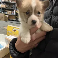 Waffles, a male Pembroke Welsh Corgi for sale in Los Angeles, CA – Photo 3 of 4
