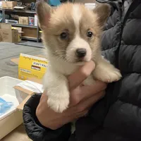 Waffles, a male Pembroke Welsh Corgi for sale in Los Angeles, CA – Photo 4 of 4