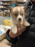 Waffles, a male Pembroke Welsh Corgi for sale in Los Angeles, CA – Photo 2 of 2