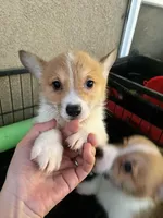 Waffles, a male Pembroke Welsh Corgi for sale in Los Angeles, CA – Photo 2 of 4
