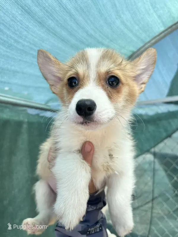Waffles – Pembroke Welsh Corgi puppy for sale in Los Angeles, CA
