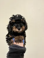 Charlie, a male Yorkshire Terrier for sale in Los Angeles, CA – 2 of 2