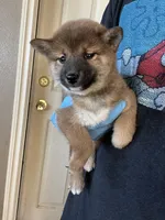 Suki, a female Shiba Inu for sale in Los Angeles, CA – Photo 2 of 2