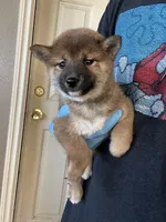 Suki, a female Shiba Inu for sale in Los Angeles, CA – Photo 1 of 2