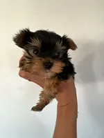 Yoda, a male Yorkshire Terrier for sale in Los Angeles, CA – 2 of 4