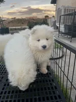 Lumi, a female Samoyed for sale in Los Angeles, CA – 2 of 2