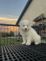 Lumi, a female Samoyed for sale in Los Angeles, CA – 2 of 2