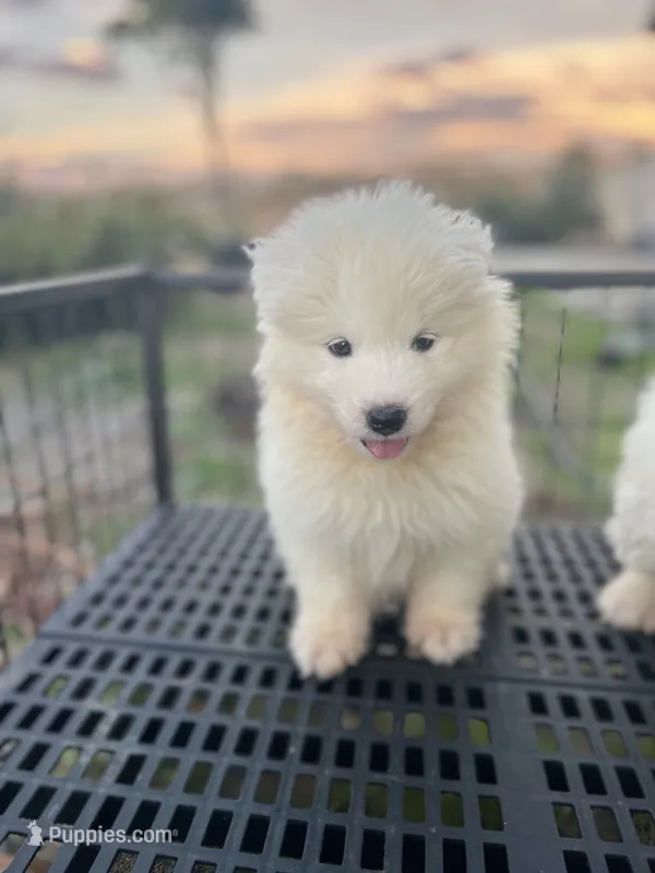 Boba – Samoyed puppy for sale in Los Angeles, CA