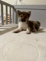 Daisuke, a female Shiba Inu for sale in Los Angeles, CA – 1 of 3